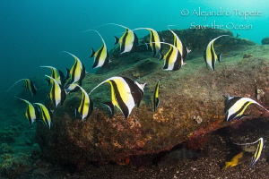 Rock with Morish Idols, Isla Isabel Mexico by Alejandro Topete 